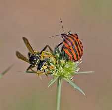 Attēlu rezultāti vaicājumam “Graphosoma lineatum nymph”