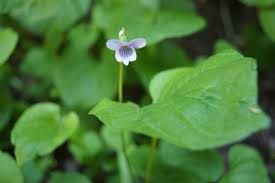 Attēlu rezultāti vaicājumam “Viola palustris leaf”