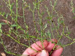 Attēlu rezultāti vaicājumam “Polygonum arenastrum flower”