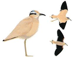 Image result for Cursorius cursor