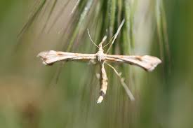 Attēlu rezultāti vaicājumam “Gillmeria pallidactyla”