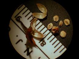 Attēlu rezultāti vaicājumam “Lysimachia vulgaris fruit”