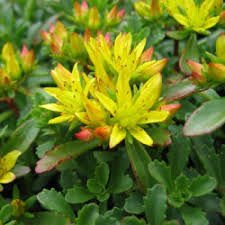 Attēlu rezultāti vaicājumam “Sedum aizoon”