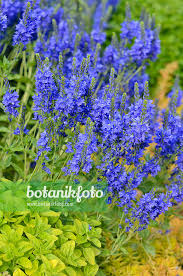 Attēlu rezultāti vaicājumam “Veronica austriaca subsp. teucrium flower”