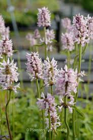 Attēlu rezultāti vaicājumam “Stachys officinalis flower”
