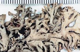 Attēlu rezultāti vaicājumam “Hypogymnia physodes”