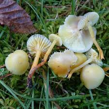 Attēlu rezultāti vaicājumam “Phellinus populicola”