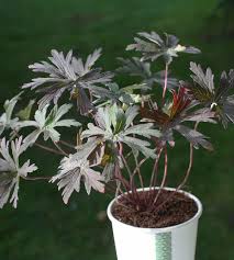 Image result for Geranium `Purple Haze`