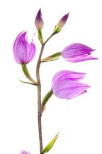 Attēlu rezultāti vaicājumam “Cephalanthera rubra bud”