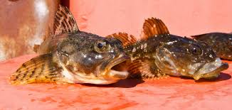 Image result for Myoxocephalus scorpius