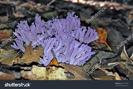 Attēlu rezultāti vaicājumam “Clavaria zollingeri”