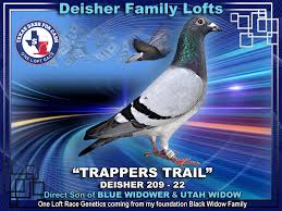 Image result for Meridian Racing Pigeon Lofts