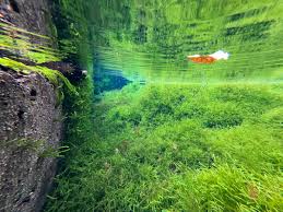 Attēlu rezultāti vaicājumam “Fontinalis antipyretica”