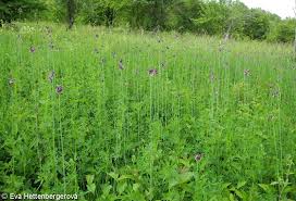 Attēlu rezultāti vaicājumam “Allium scorodoprasum”