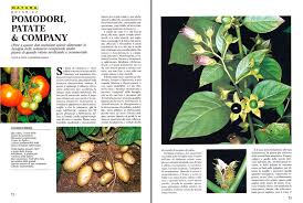 Attēlu rezultāti vaicājumam “Solanaceae”