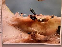 Attēlu rezultāti vaicājumam “Oligonema affine macro”