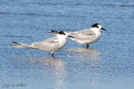 Image result for Sterna hirundo