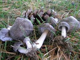 Attēlu rezultāti vaicājumam “Tricholoma sp.”