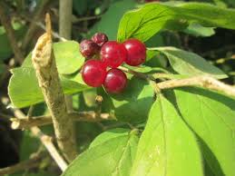Attēlu rezultāti vaicājumam “Lonicera xylosteum fruit”