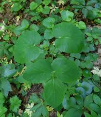 Attēlu rezultāti vaicājumam “Laserpitium latifolium leaf”