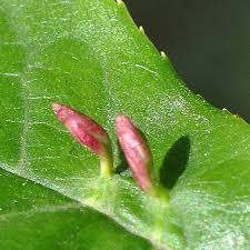 Attēlu rezultāti vaicājumam “Eriophyes padi”