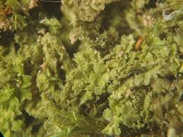 Attēlu rezultāti vaicājumam “Lophocolea minor”