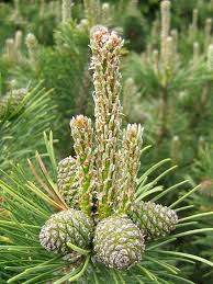 Attēlu rezultāti vaicājumam “Pinus mugo male flower”