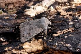 Attēlu rezultāti vaicājumam “Orthosia populeti”