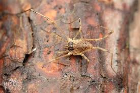 Attēlu rezultāti vaicājumam “Lophopilio palpinalis”