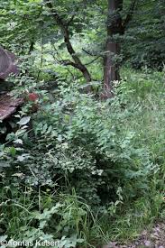 Attēlu rezultāti vaicājumam “Vicia pisiformis”