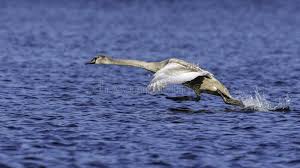Attēlu rezultāti vaicājumam “Cygnus olor juvenile”