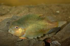 Image result for Cyclopterus lumpus
