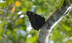 Attēlu rezultāti vaicājumam “Nymphalis polychloros upperside”