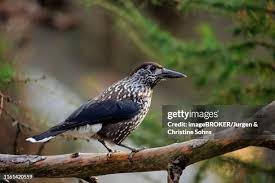 Attēlu rezultāti vaicājumam “Nucifraga caryocatactes adult”