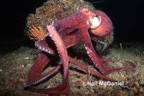 Image result for Enteroctopus dofleini