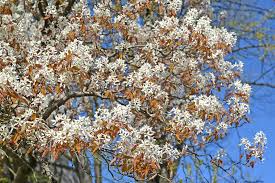 Attēlu rezultāti vaicājumam “Amelanchier canadensis”