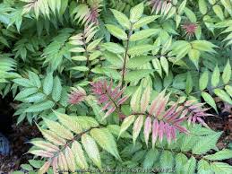 Attēlu rezultāti vaicājumam “Sorbaria sorbifolia fruit”