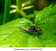 Attēlu rezultāti vaicājumam “Xanthogramma sp.”