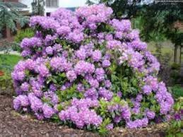 Attēlu rezultāti vaicājumam “Rhododendron catawbiense”