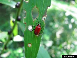 Attēlu rezultāti vaicājumam “Lilioceris lilii”