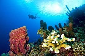 Image result for Scuba Skooling
