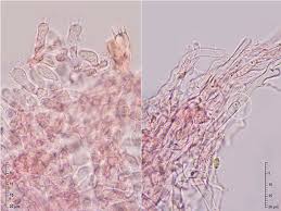 Attēlu rezultāti vaicājumam “Ceriporia purpurea”