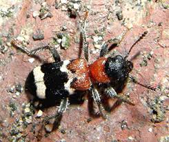 Attēlu rezultāti vaicājumam “Thanasimus formicarius”