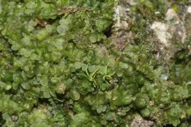 Attēlu rezultāti vaicājumam “Jungermannia subulata”