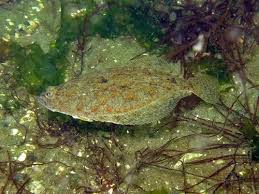 Image result for Parophrys vetulus