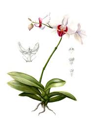 Attēlu rezultāti vaicājumam “Orchidaceae”