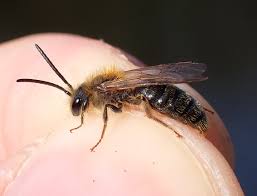 Attēlu rezultāti vaicājumam “Andrena haemorrhoa”