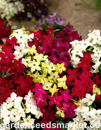 Image result for Nicotiana x sanderae