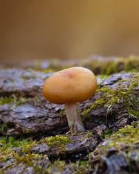 Attēlu rezultāti vaicājumam “Galerina marginata”