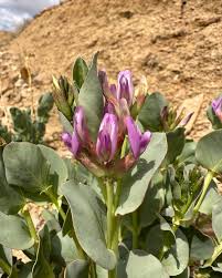 Attēlu rezultāti vaicājumam “Astragalus arenarius flower”
